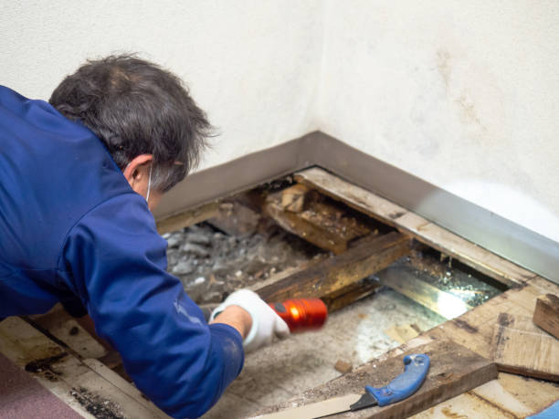 Best Preventive Mold Services in Chilhowie, VA