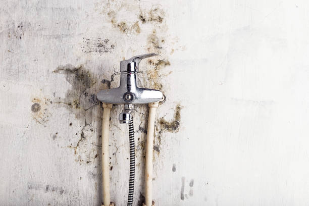 Best Health and Safety Mold Remediation in Chilhowie, VA