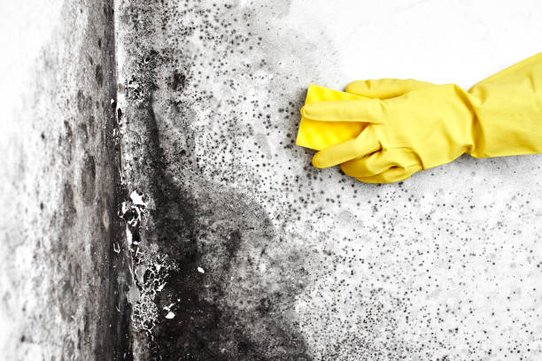 Best Mold Testing and Inspection Services in Chilhowie, VA