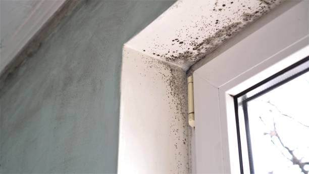 Trusted Chilhowie, VA Mold Remediation Experts