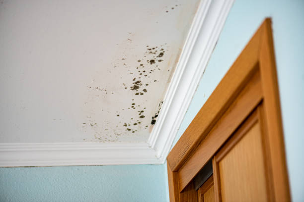 Best White Mold Remediation in Chilhowie, VA