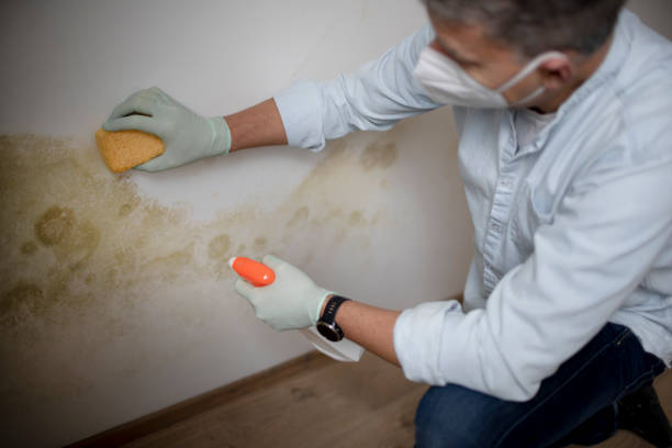 Best Mold Remediation for Specific Building Types in Chilhowie, VA