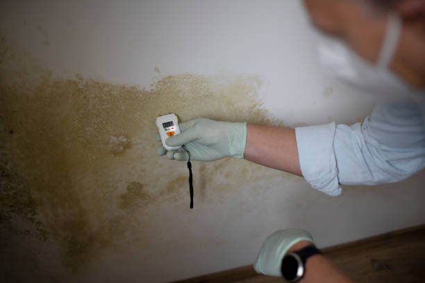 Best Residential Mold Remediation in Chilhowie, VA