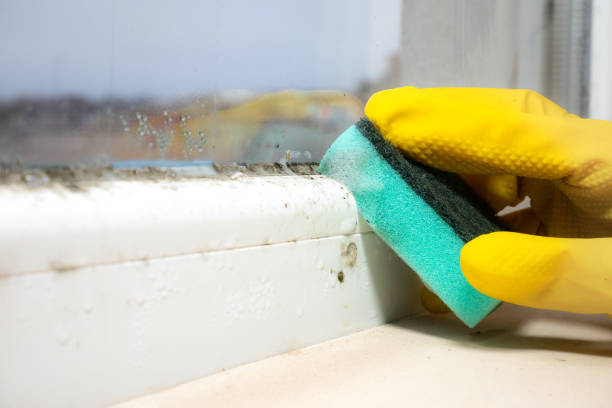 Best Localized Mold Remediation (e.g., coastal areas, humid climates) in Chilhowie, VA