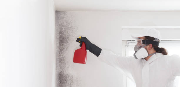 Best Bathroom Mold Remediation in Chilhowie, VA