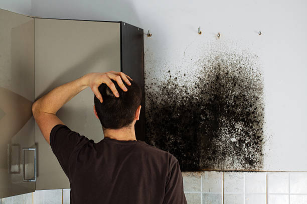 Best Industrial Mold Remediation in Chilhowie, VA