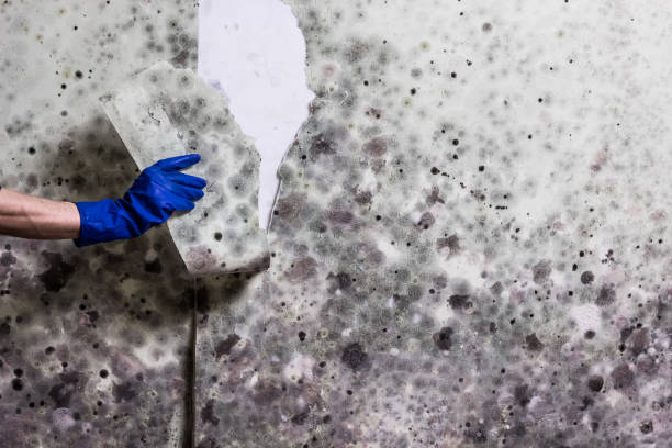 Best Mold Remediation for Specific Building Types in Chilhowie, VA